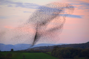 swallows-300x199